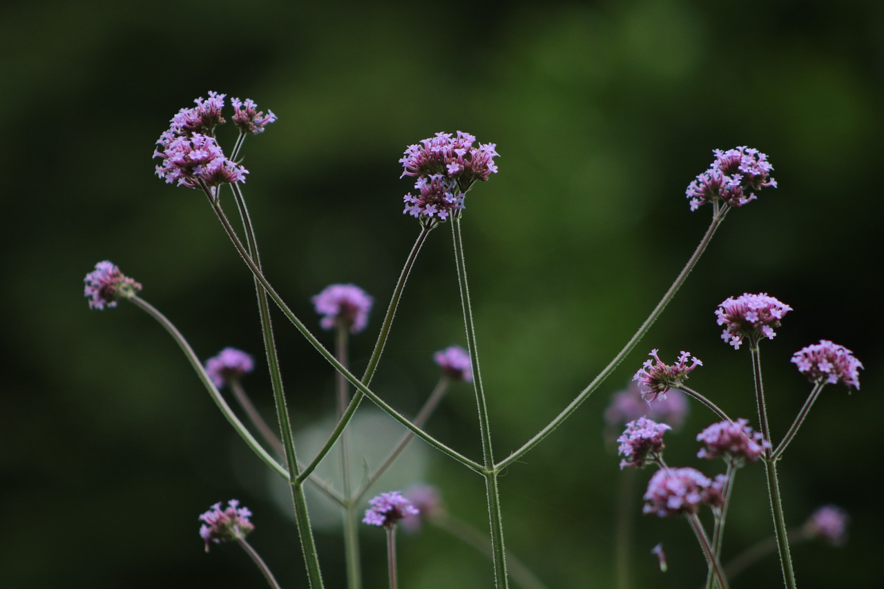 How to Practice Eco-Friendly Gardening in Apartments?